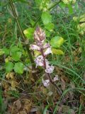Orobanche crenata